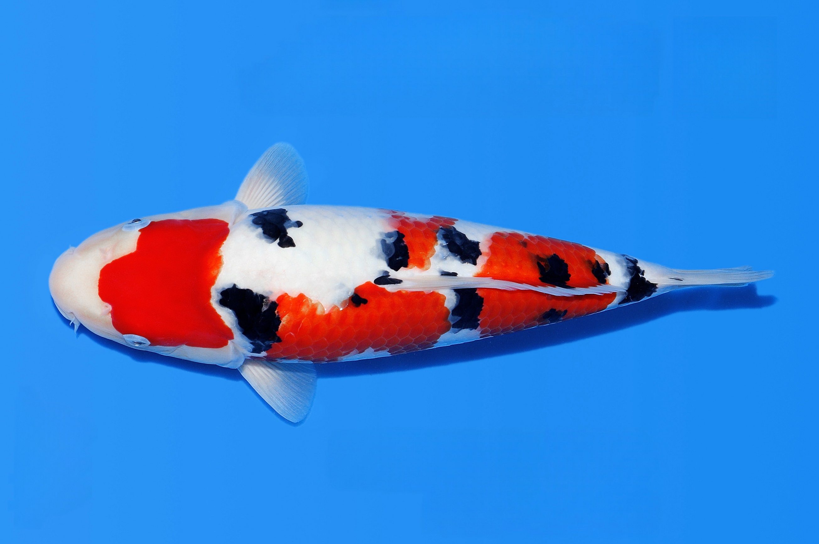 【山树快讯】第四届幼鱼大赛三甲出炉！都是大正！