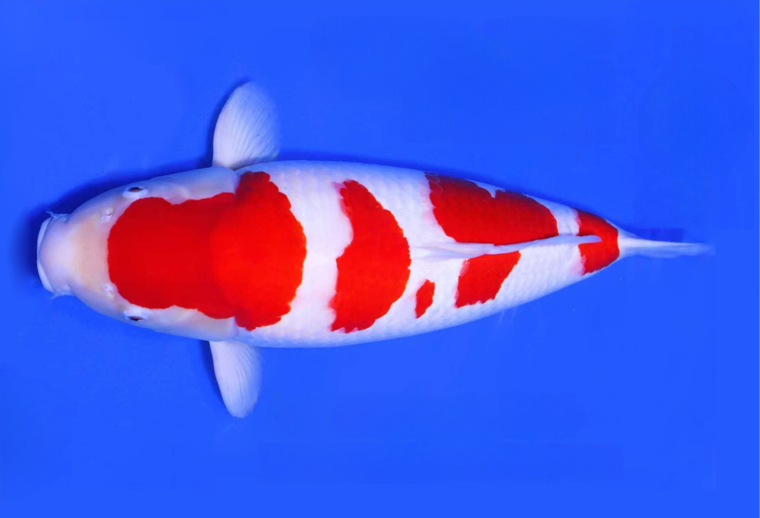 【山树快讯】2025东莞锦鲤大赛双王加冕！