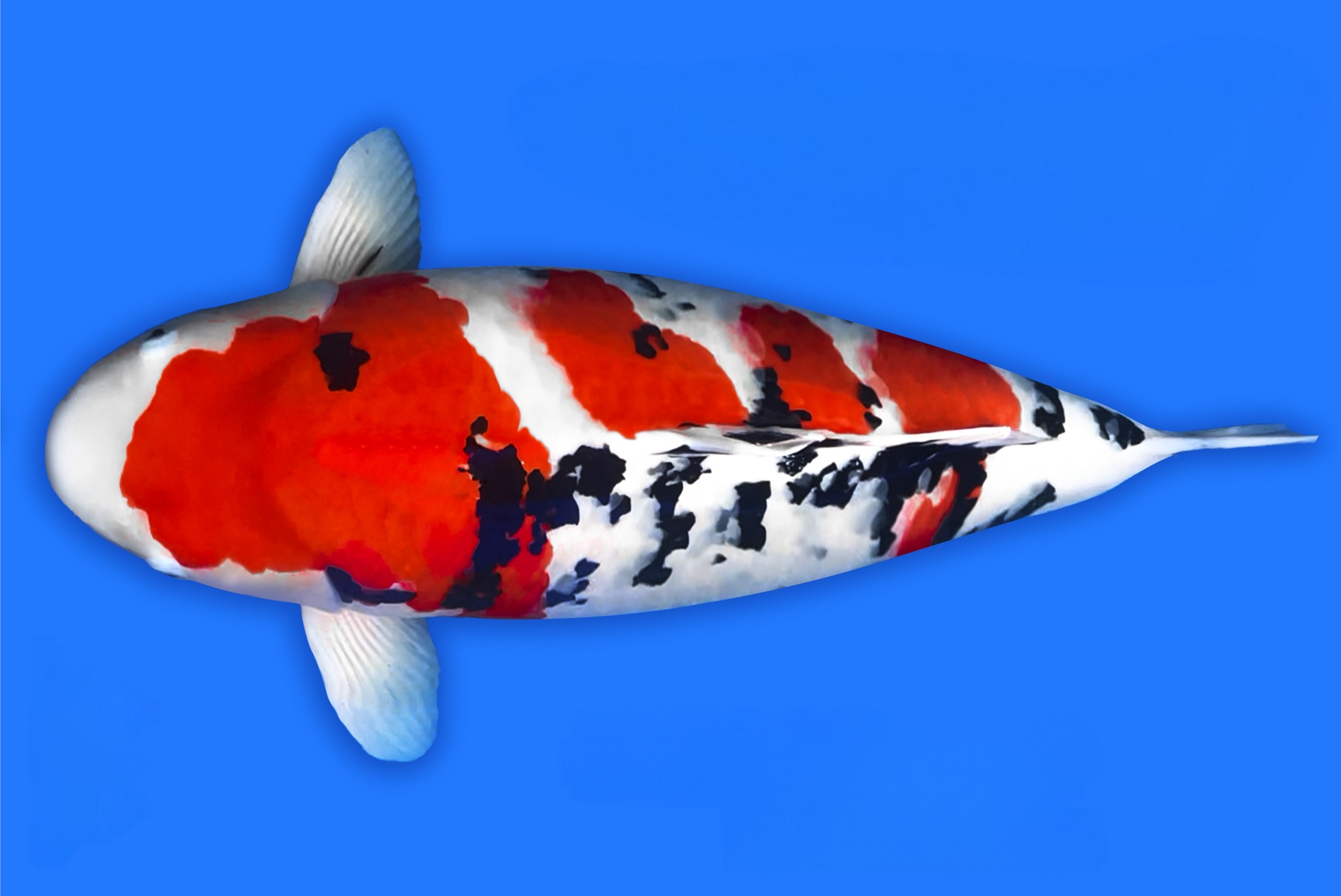 悬念落地！第三届壮鱼大赛“泰国小姐”子代强势夺冠！