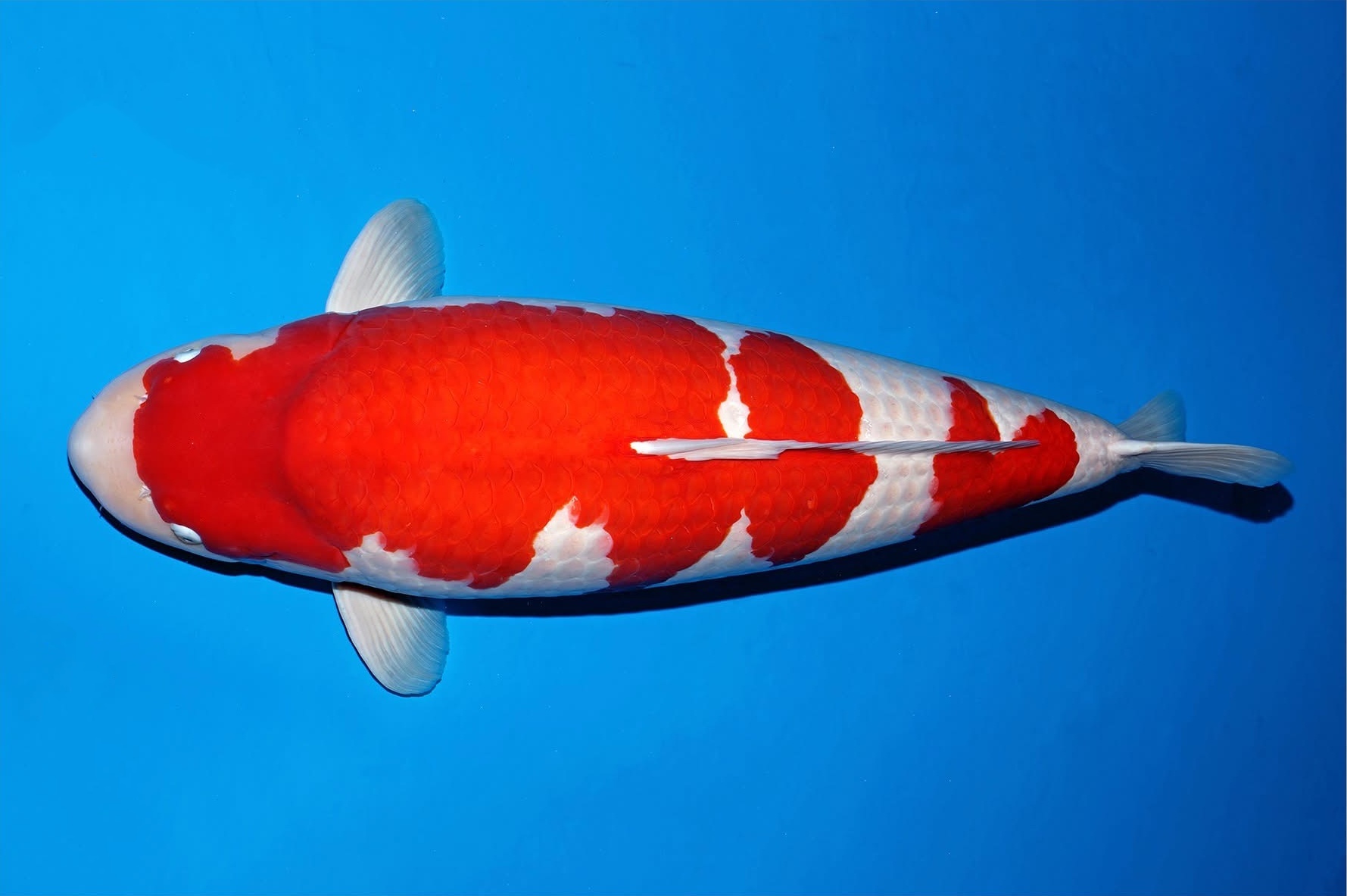 【山树快讯】第56届全日本总合锦鲤品评会袁建栋博士爱鲤夺冠！